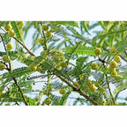 Mesmara Herbal Amla Powder 125 g | Grocsy
