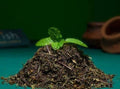 Adrish Organic Dried Tulsi Leaves | Grocsy