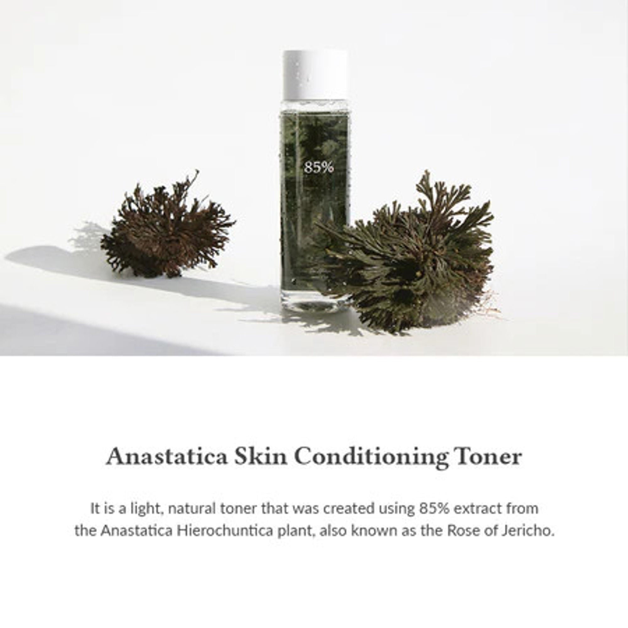 Dr.Althea Resurrection Plant Conditioning Toner: Hydrating & Skin Barrier Repair Toner | Grocsy