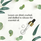The Beauty Co. Eucalyptus Essential Oil | Grocsy