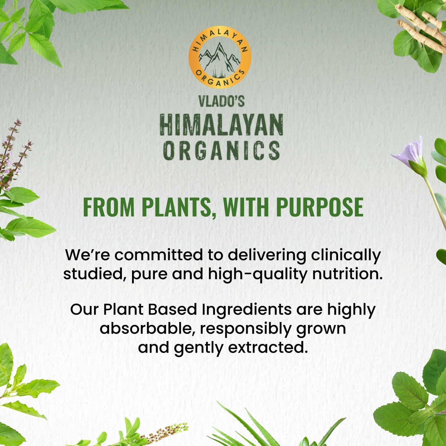 Himalayan Organics Korean Ginseng 800 mg Vegetarian Capsules | Grocsy