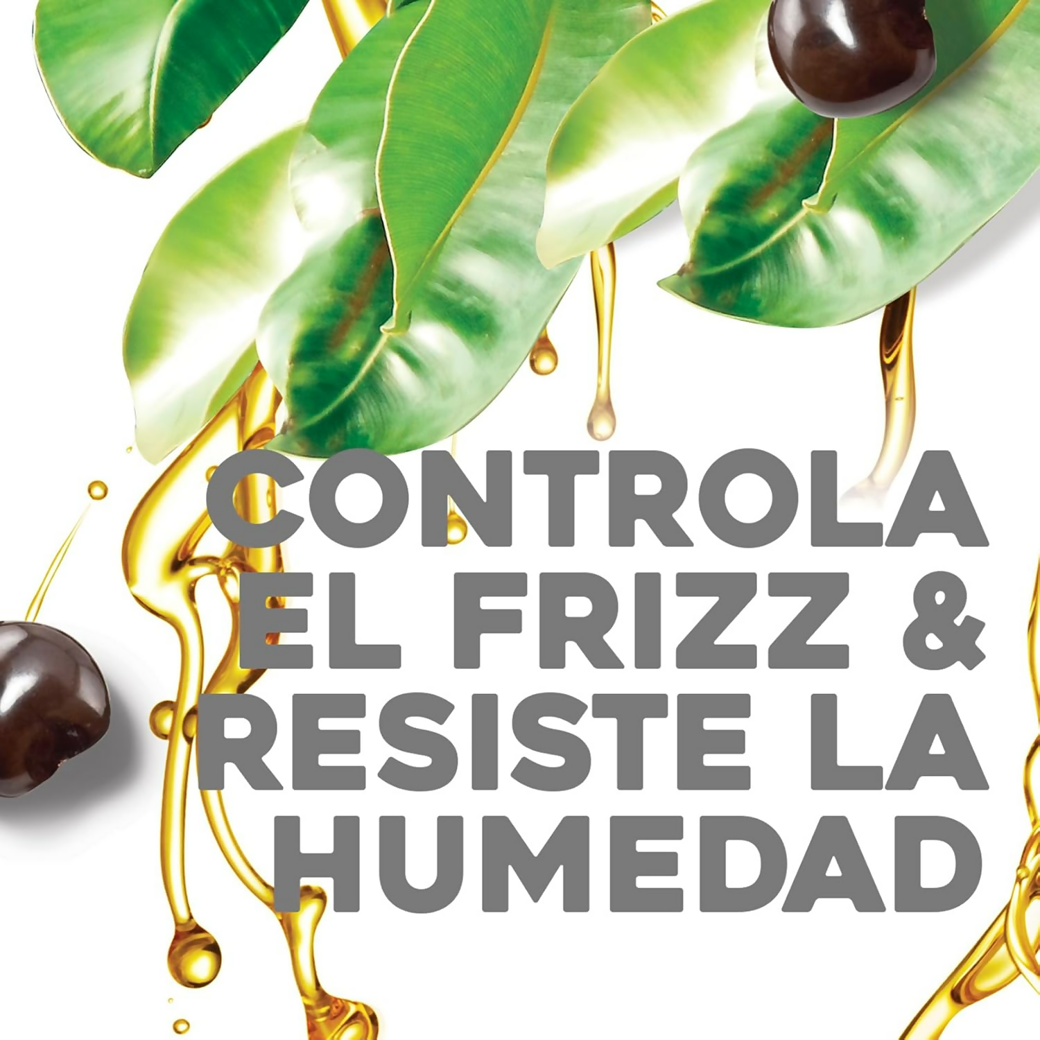 OGX Kukui Oil Shampoo Hydrate Plus Defrizz | Grocsy