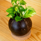 Thenga Handmade Coconut Shell Planter Pot with Cork Tray | Grocsy