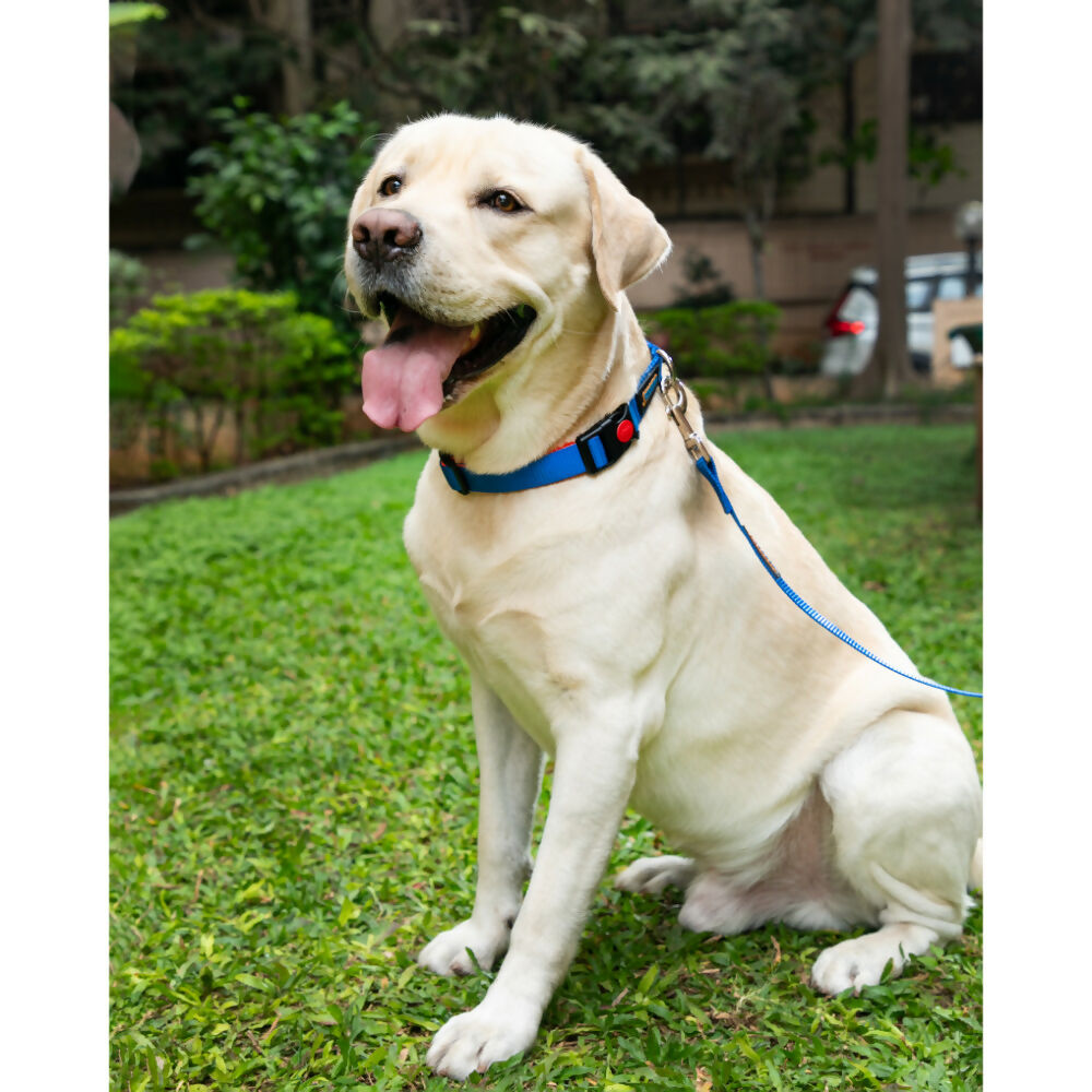 Waggety Dog Leash - Durable Blue Polyester, Length - 5Ft, Comfortable Grip, Stylish Pet Leash for Dogs | Grocsy