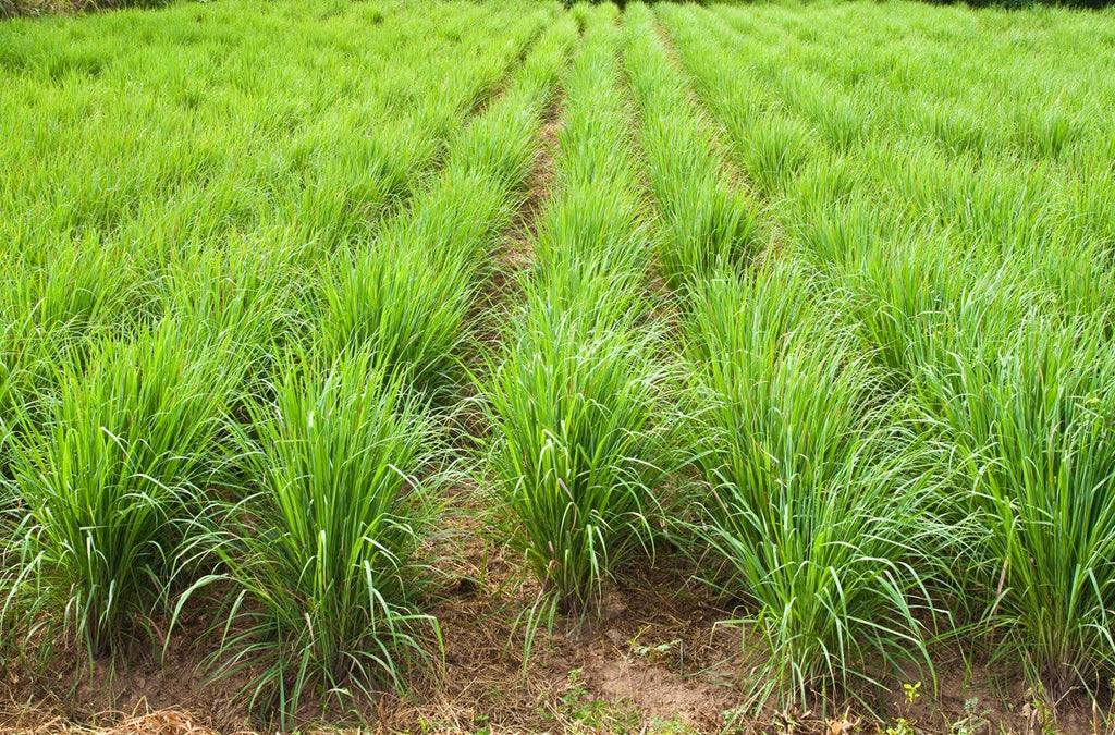 Luxura Sciences Lemon Grass Essential Oil | Grocsy