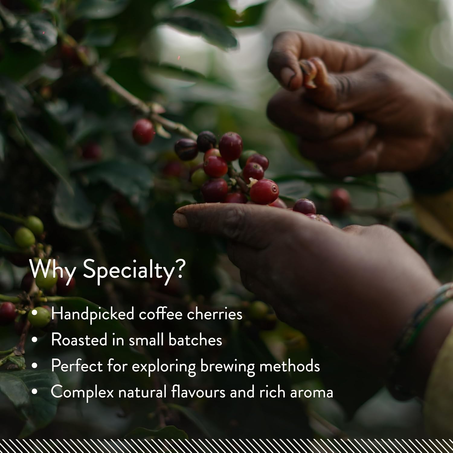Blue Tokai Coffee Roasters Attikan Estate | Grocsy