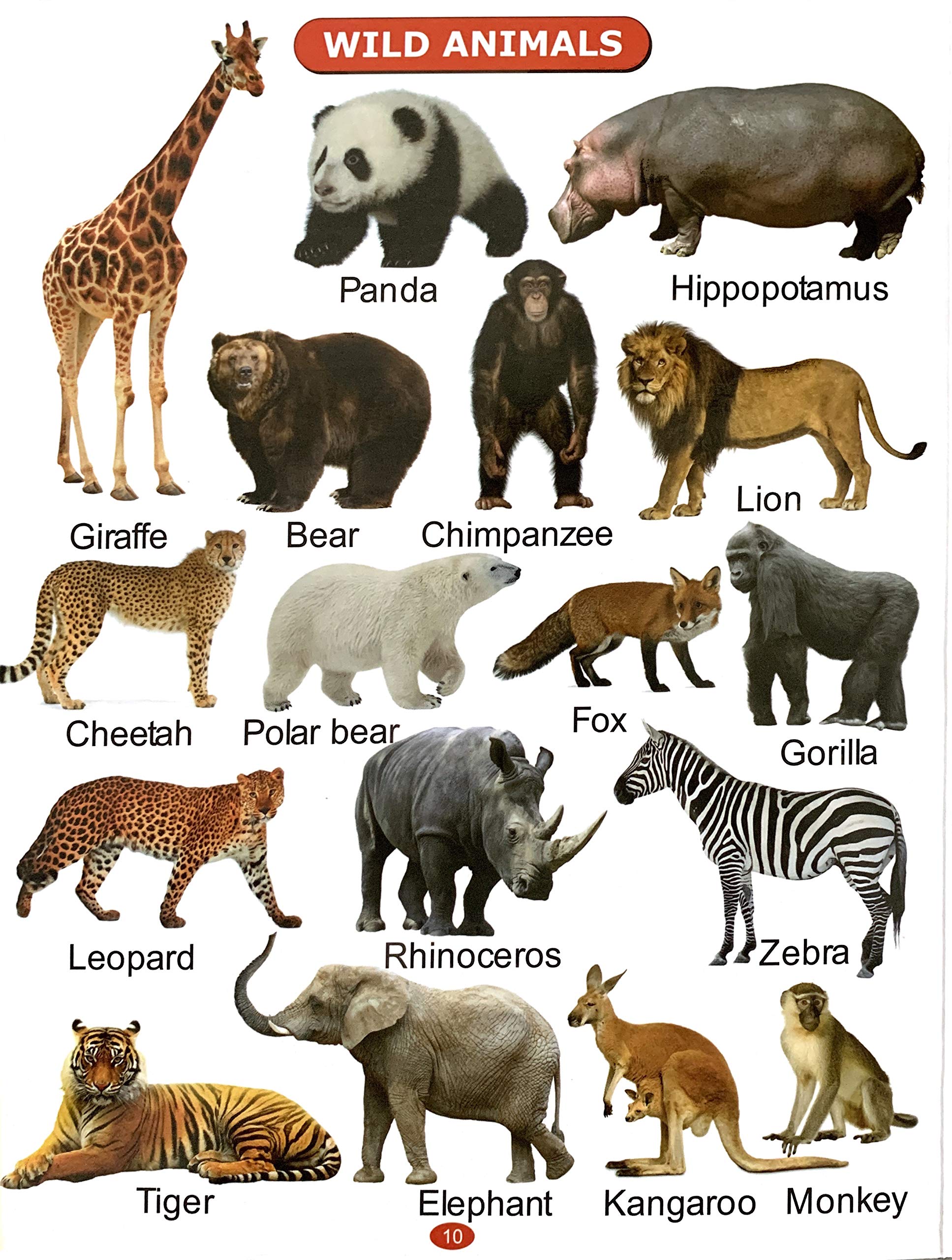 All In One Picture Book (For Ages 1-4) | Grocsy