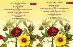 Illustrations Of The Botany And Other Branches Of The Natural History Of The Himalayan 2 Vols. Set - Gyan Books | Grocsy