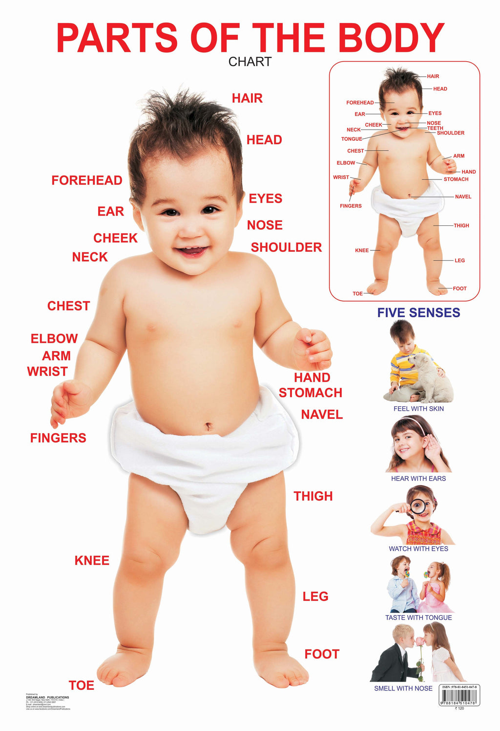 Dreamland Publications Educational Chart for Kids - Parts of The Body | Grocsy