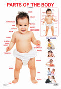 Dreamland Publications Educational Chart for Kids - Parts of The Body | Grocsy