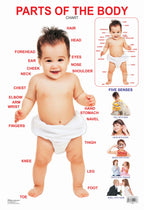 Dreamland Publications Educational Chart for Kids - Parts of The Body | Grocsy