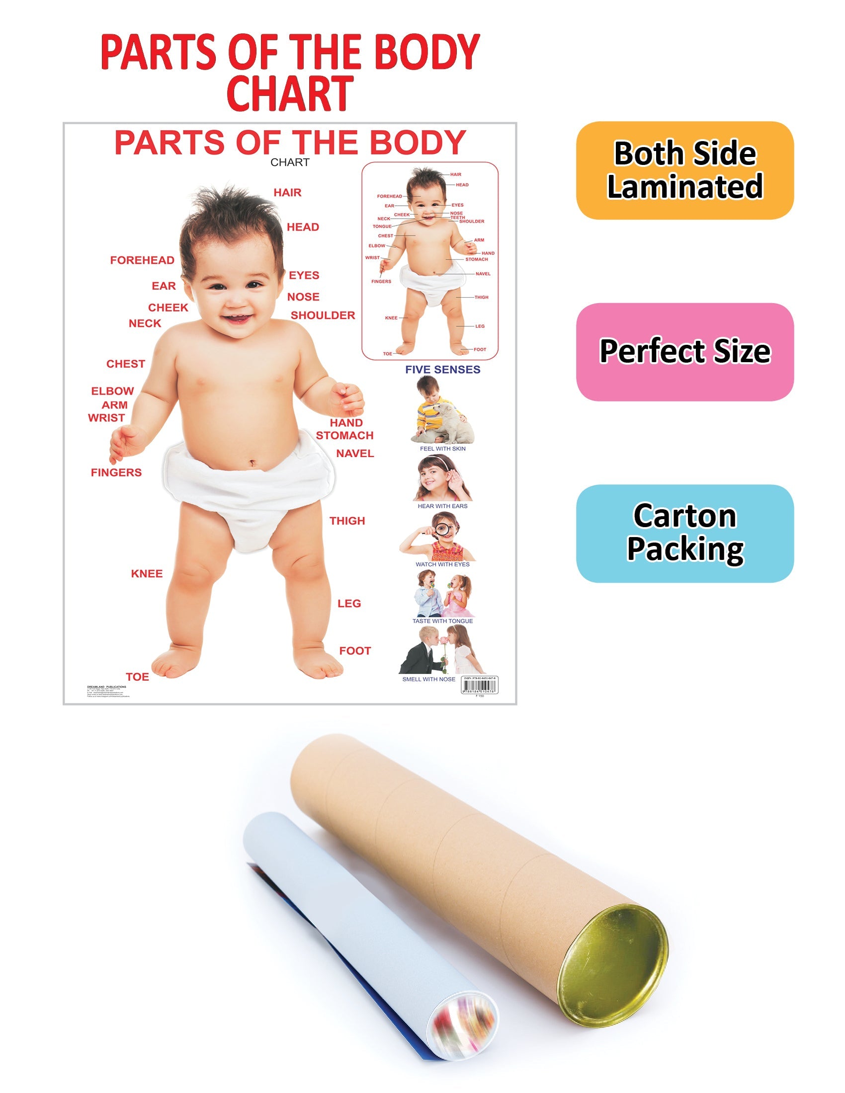 Dreamland Publications Educational Chart for Kids - Parts of The Body | Grocsy