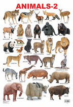 Dreamland Publications Educational Chart for Kids - Animals-2 | Grocsy
