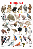Dreamland Publications Educational Chart for Kids - Birds-1 | Grocsy