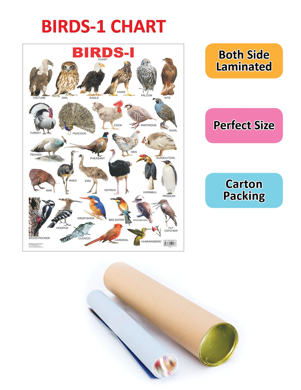 Dreamland Publications Educational Chart for Kids - Birds-1 | Grocsy