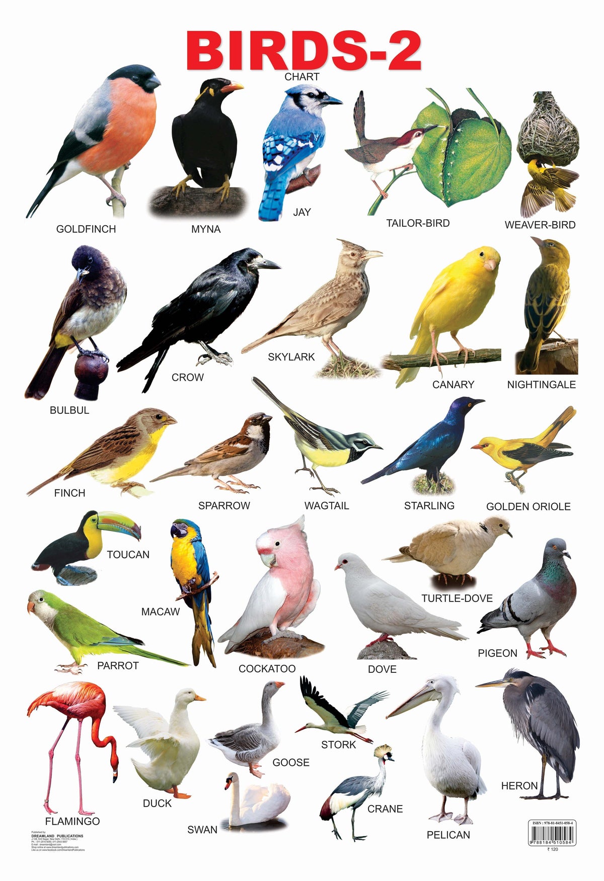 Dreamland Publications Educational Chart for Kids - Birds-2 | Grocsy