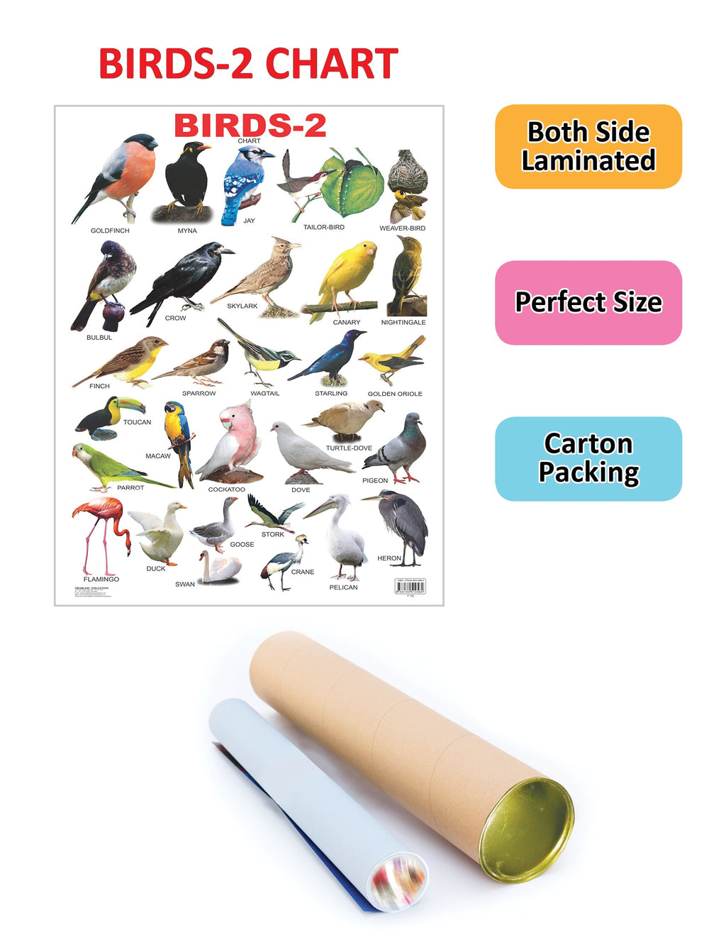Dreamland Publications Educational Chart for Kids - Birds-2 | Grocsy