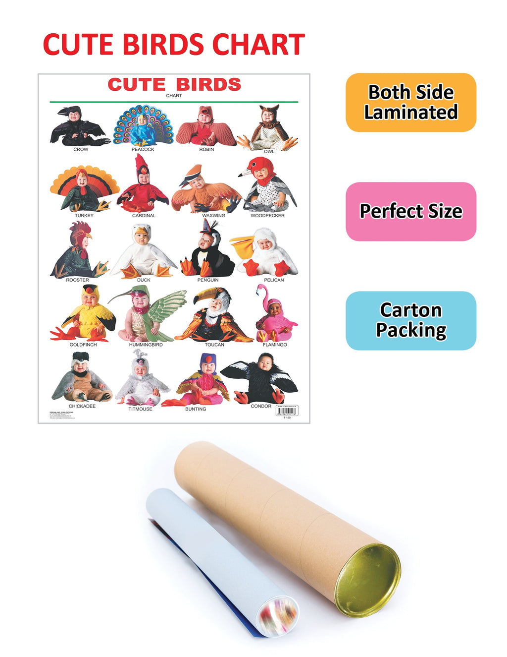 Dreamland Publications Educational Chart for Kids - Cute Birds | Grocsy