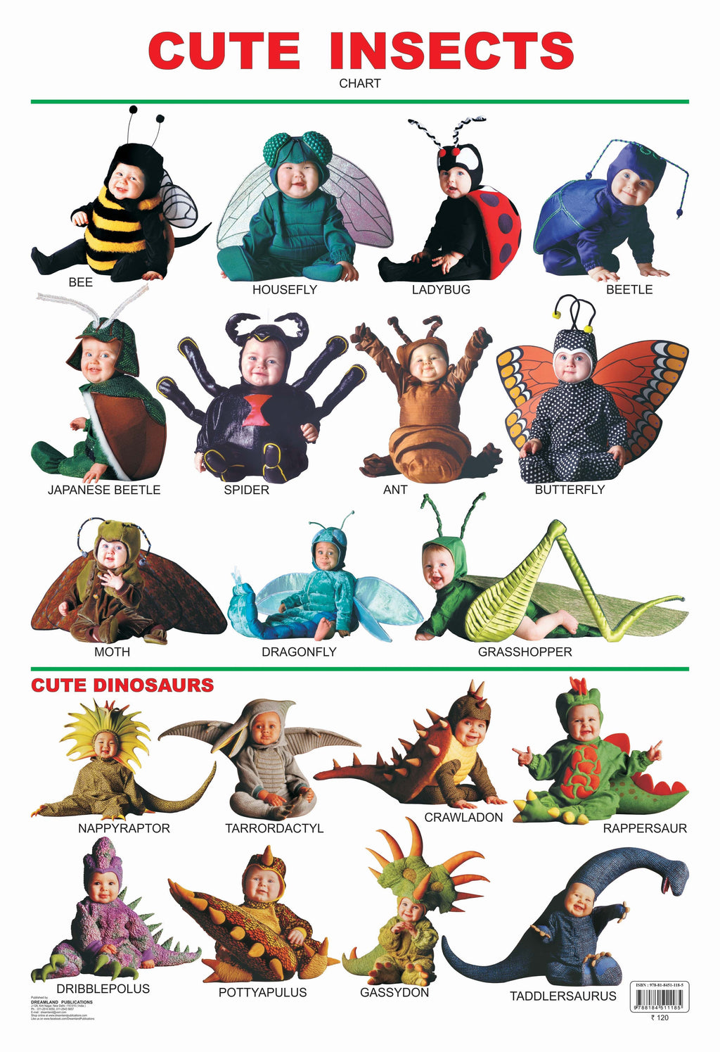 Dreamland Publications Cute Insects : Children Reference Educational Laminated Chart | Grocsy