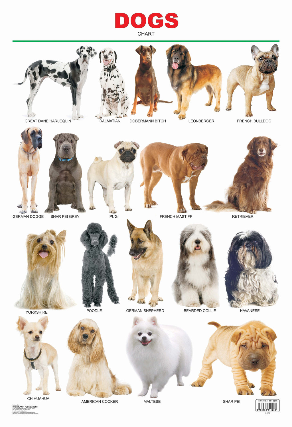 Dreamland Publications Dogs : Children Reference Educational Laminated Chart | Grocsy