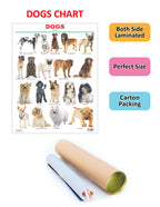 Dreamland Publications Dogs : Children Reference Educational Laminated Chart | Grocsy