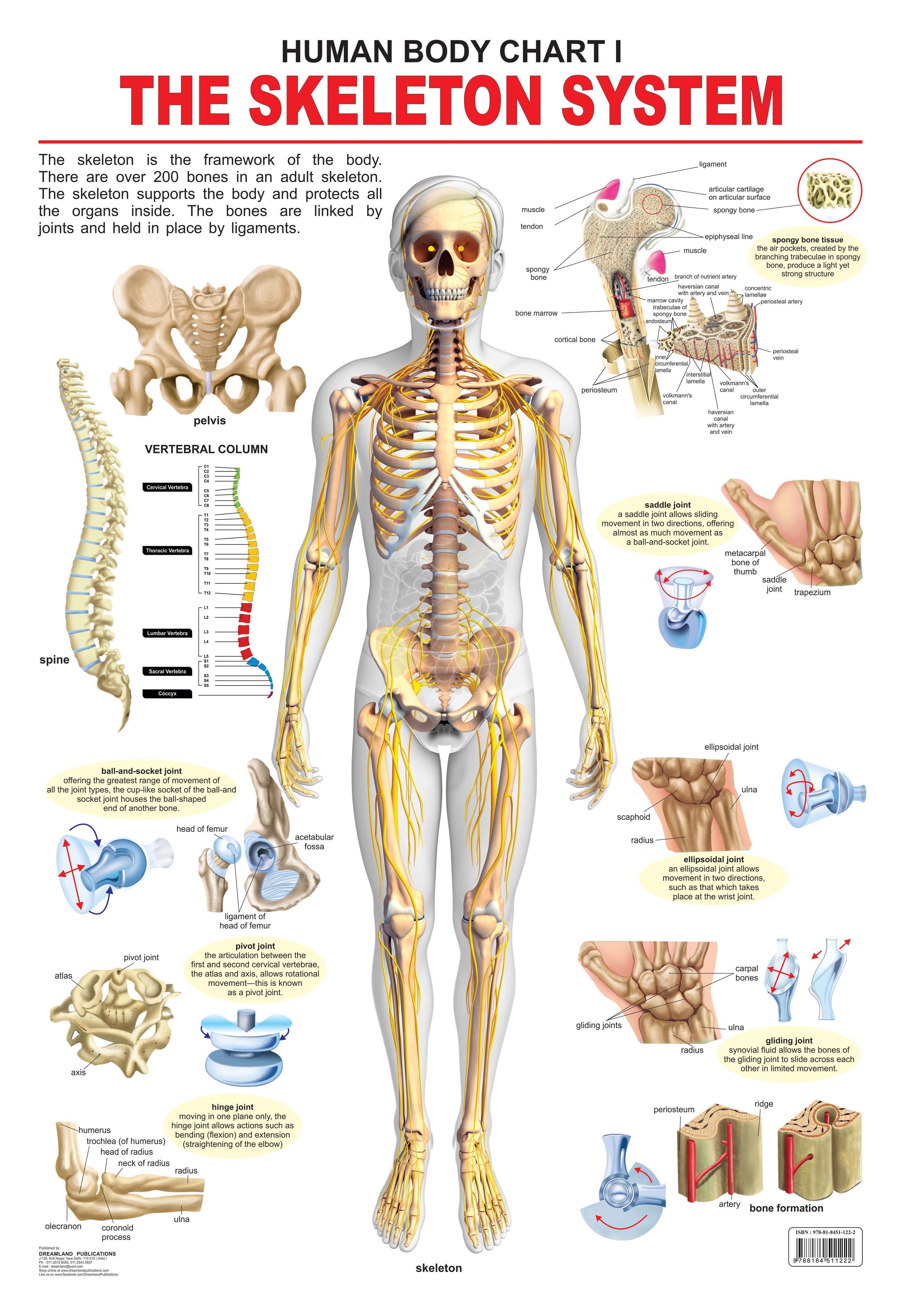 Dreamland Publications Educational Chart for Kids - The Skeletal System | Grocsy
