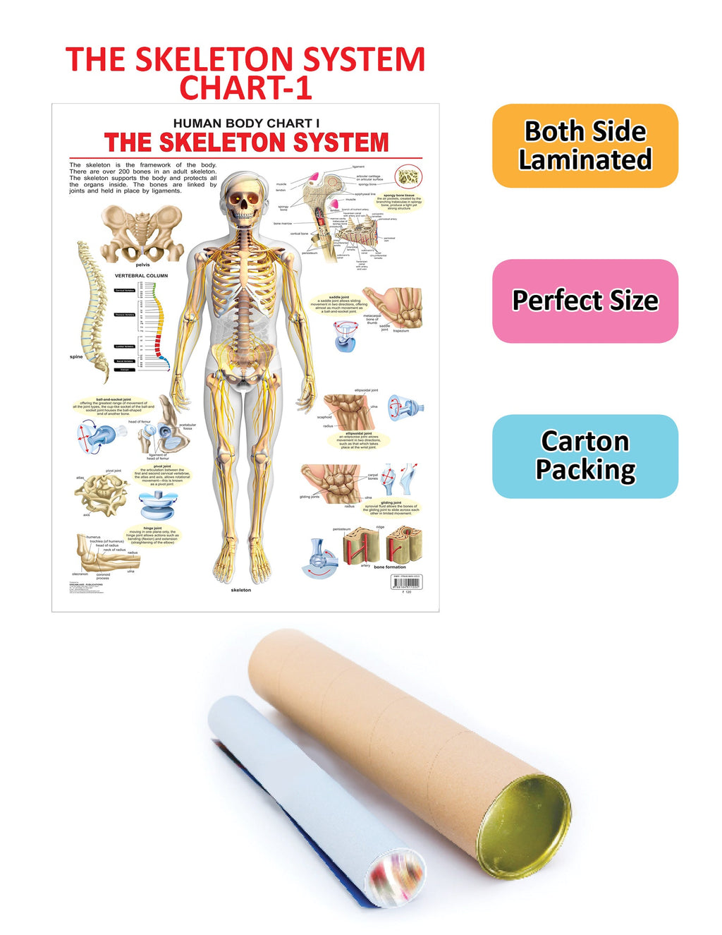 Dreamland Publications Educational Chart for Kids - The Skeletal System | Grocsy