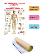 Dreamland Publications Educational Chart for Kids - The Skeletal System | Grocsy