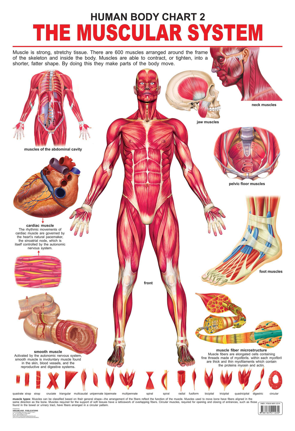 Dreamland Publications Educational Chart for Kids - The Muscular System | Grocsy