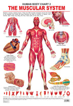 Dreamland Publications Educational Chart for Kids - The Muscular System | Grocsy