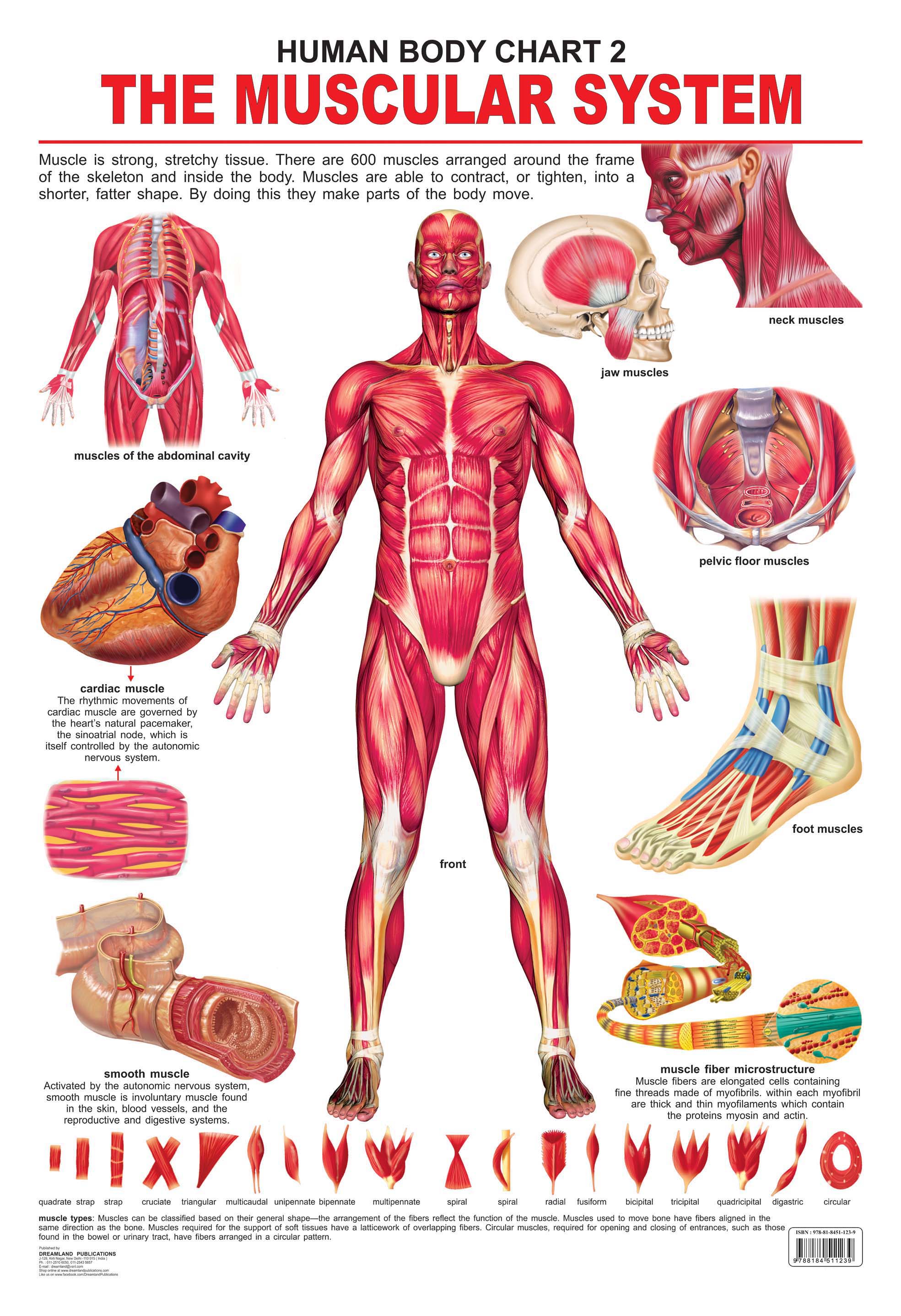 Dreamland Publications Educational Chart for Kids - The Muscular System | Grocsy