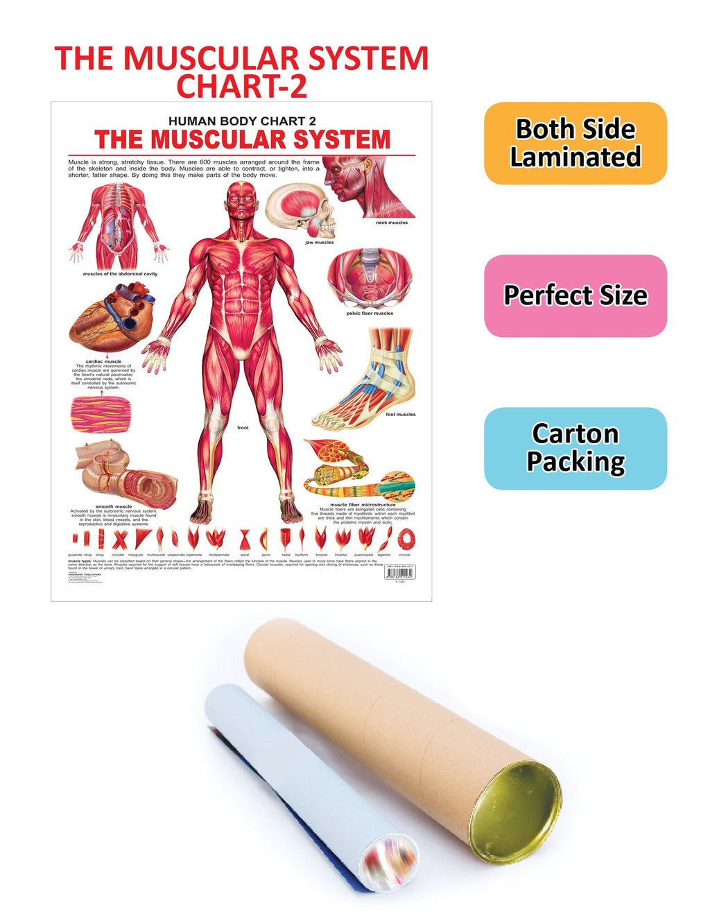 Dreamland Publications Educational Chart for Kids - The Muscular System | Grocsy