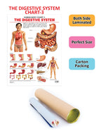 Dreamland Publications Educational Chart for Kids - The Digestive System | Grocsy