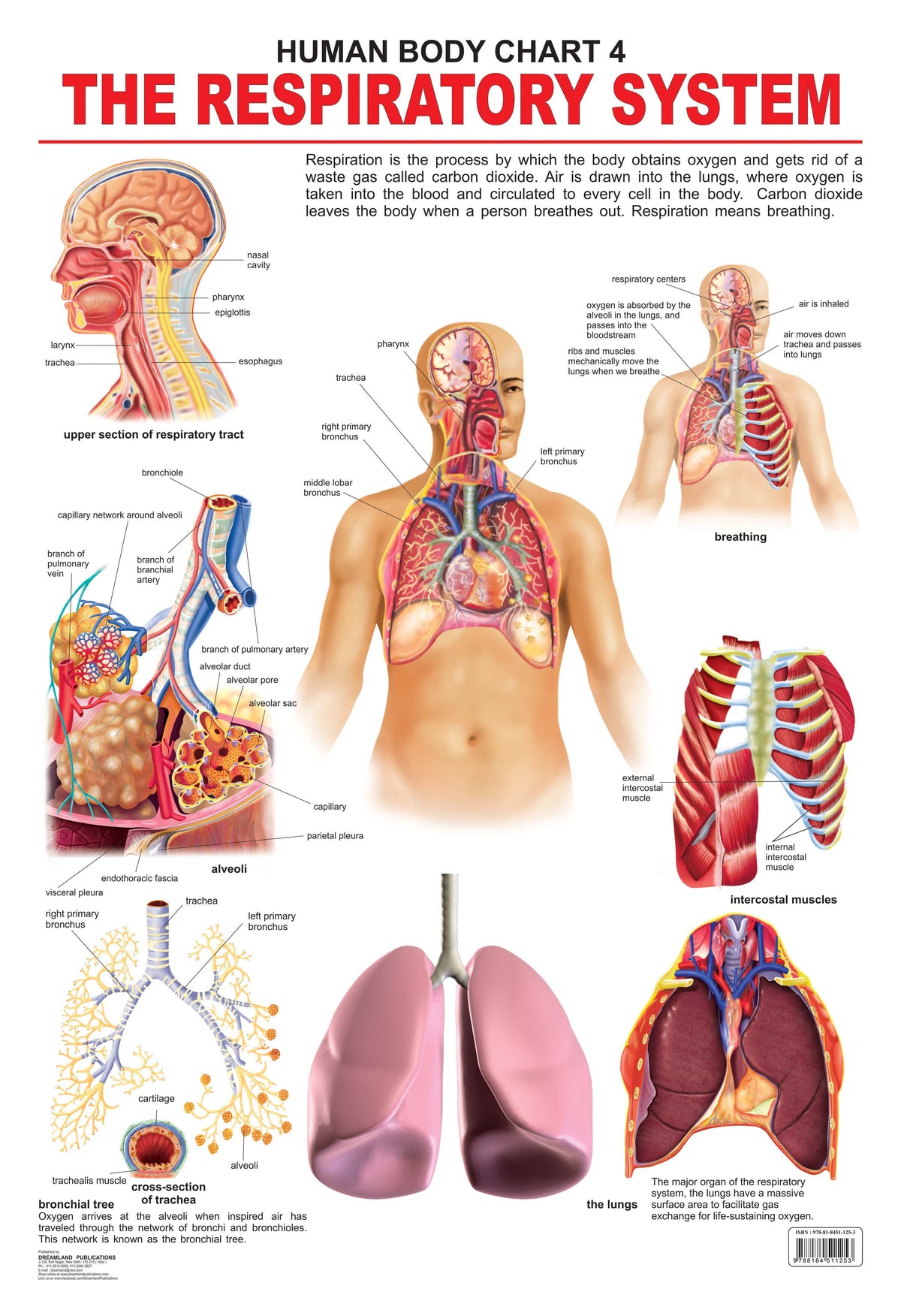 Dreamland Publications Educational Chart for Kids - The Respiratory System | Grocsy
