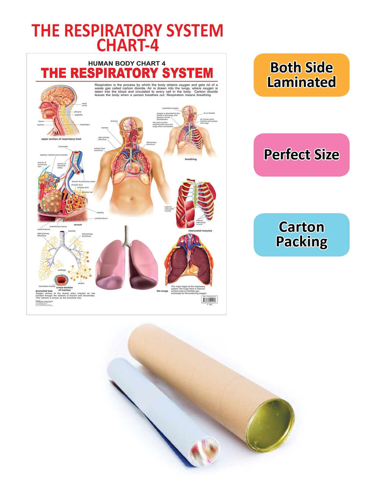 Dreamland Publications Educational Chart for Kids - The Respiratory System | Grocsy