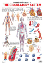 Dreamland Publications Educational Chart for Kids - The Circulatory System | Grocsy