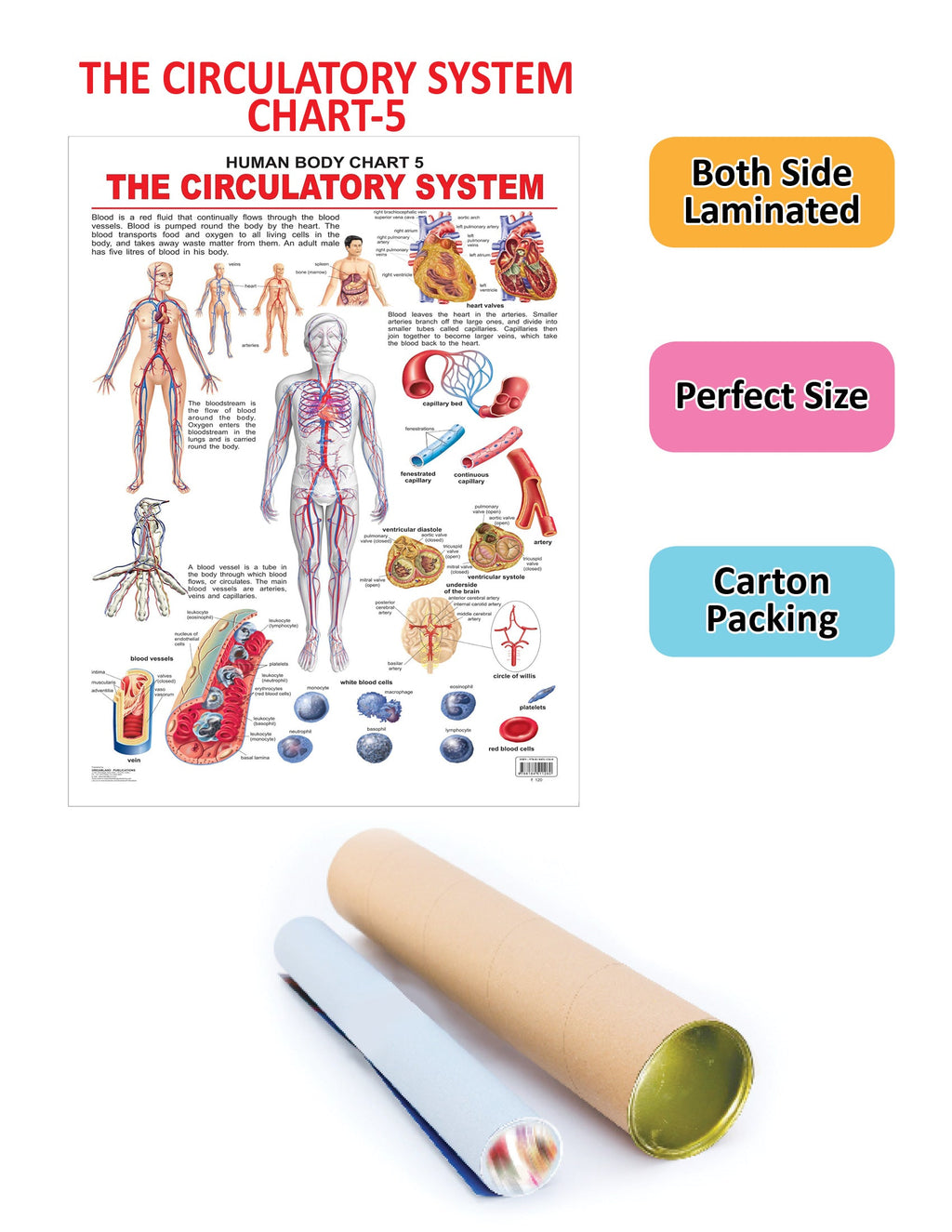Dreamland Publications Educational Chart for Kids - The Circulatory System | Grocsy