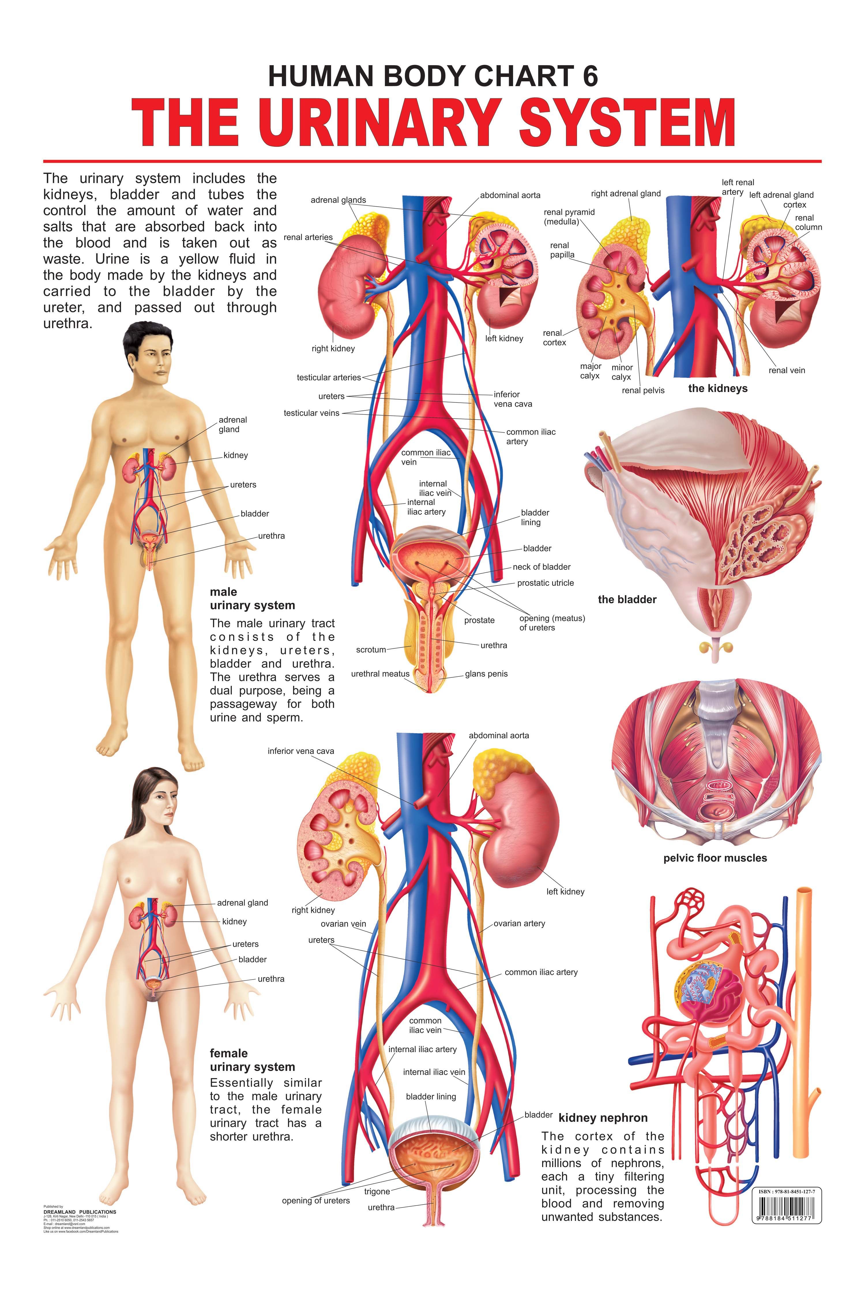 Dreamland Publications Educational Chart for Kids - The Urinary System | Grocsy