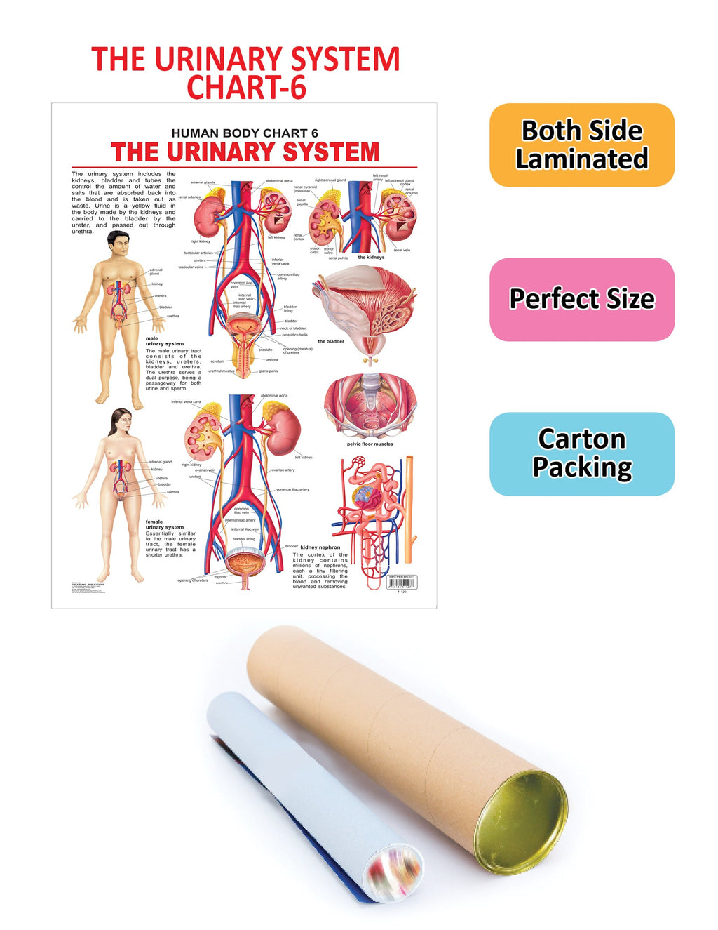 Dreamland Publications Educational Chart for Kids - The Urinary System | Grocsy