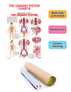 Dreamland Publications Educational Chart for Kids - The Urinary System | Grocsy