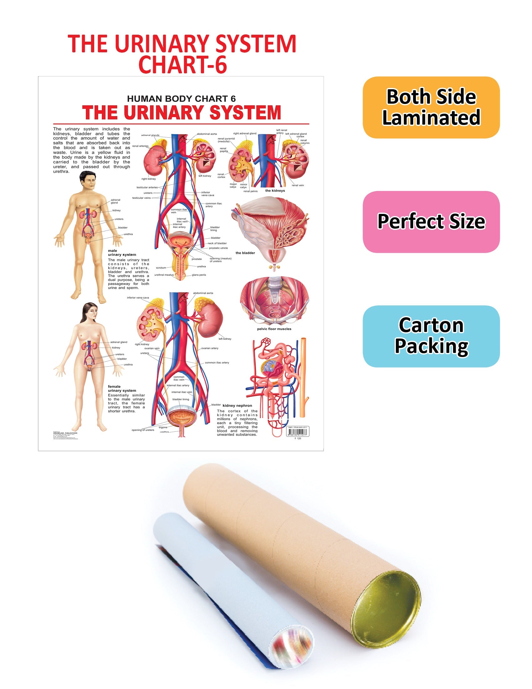 Dreamland Publications Educational Chart for Kids - The Urinary System | Grocsy