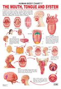 Dreamland Publications Educational Chart for Kids - The Mouth, Tongue & Speech | Grocsy