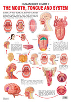 Dreamland Publications Educational Chart for Kids - The Mouth, Tongue & Speech | Grocsy
