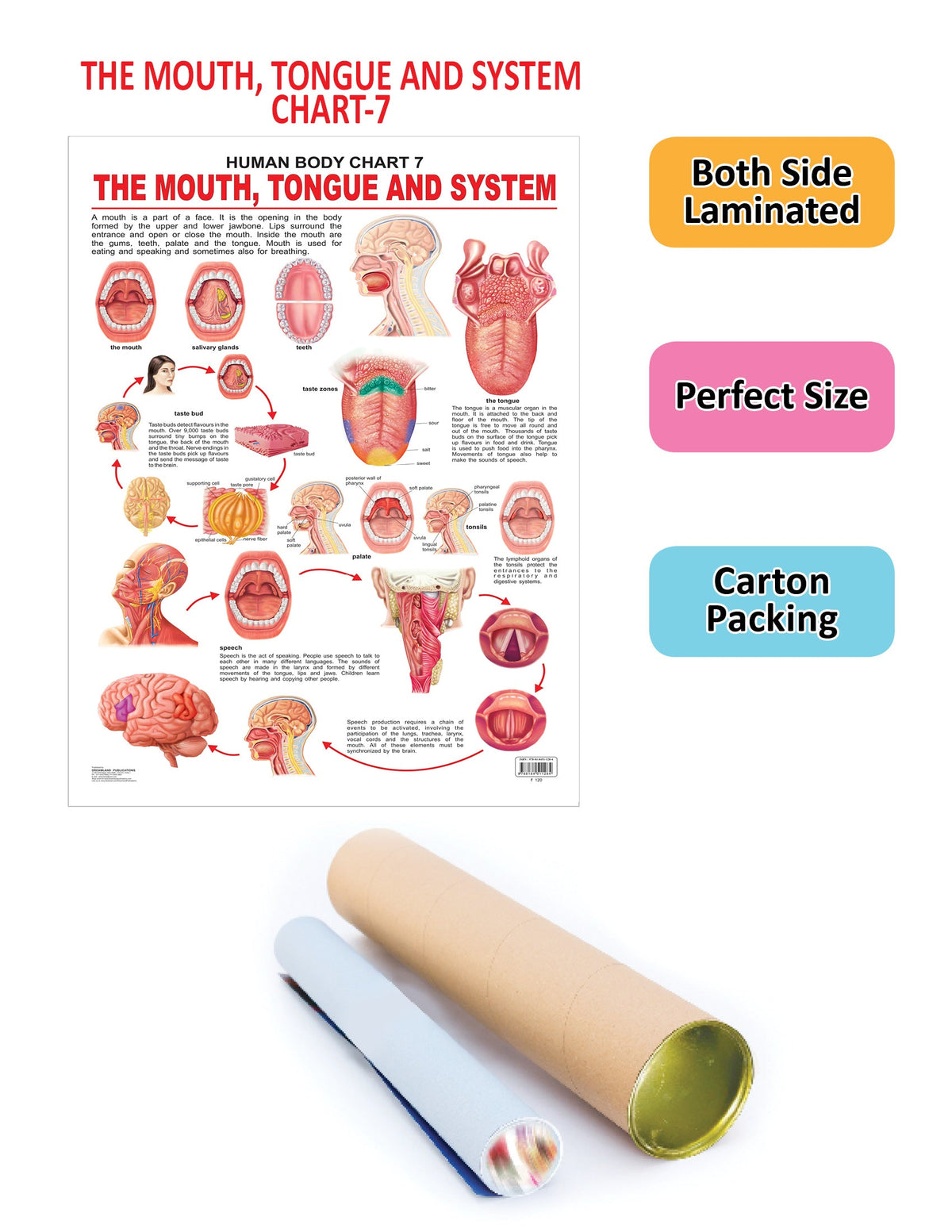 Dreamland Publications Educational Chart for Kids - The Mouth, Tongue & Speech | Grocsy