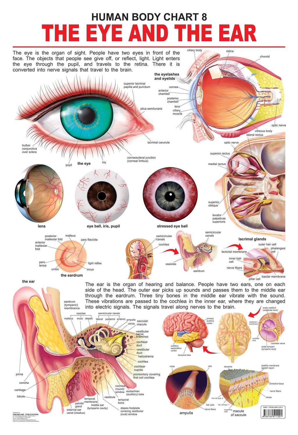 Dreamland Publications The Eye & the Ear : Children Reference Educational Laminated Chart | Grocsy