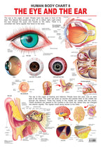 Dreamland Publications The Eye & the Ear : Children Reference Educational Laminated Chart | Grocsy