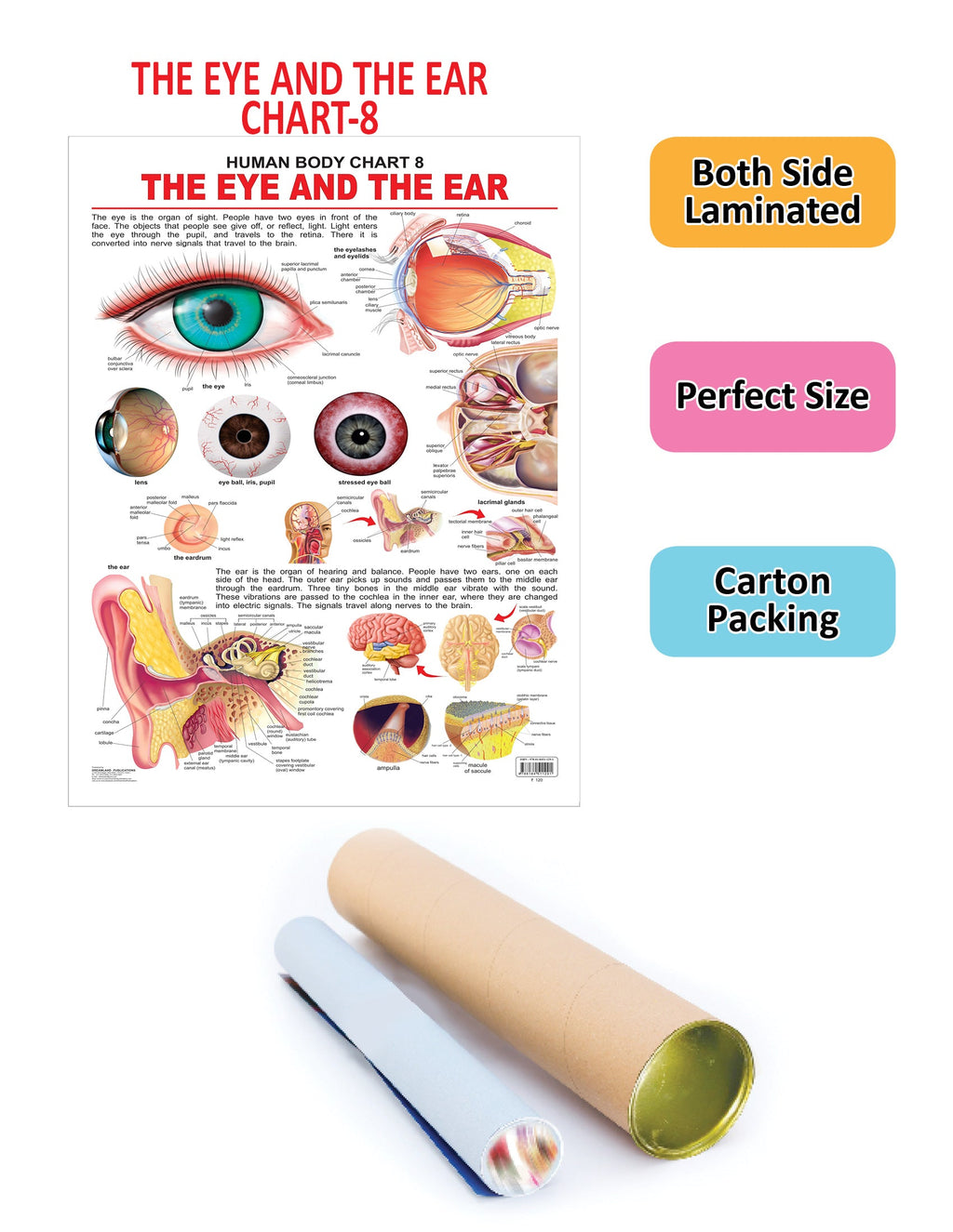 Dreamland Publications The Eye & the Ear : Children Reference Educational Laminated Chart | Grocsy