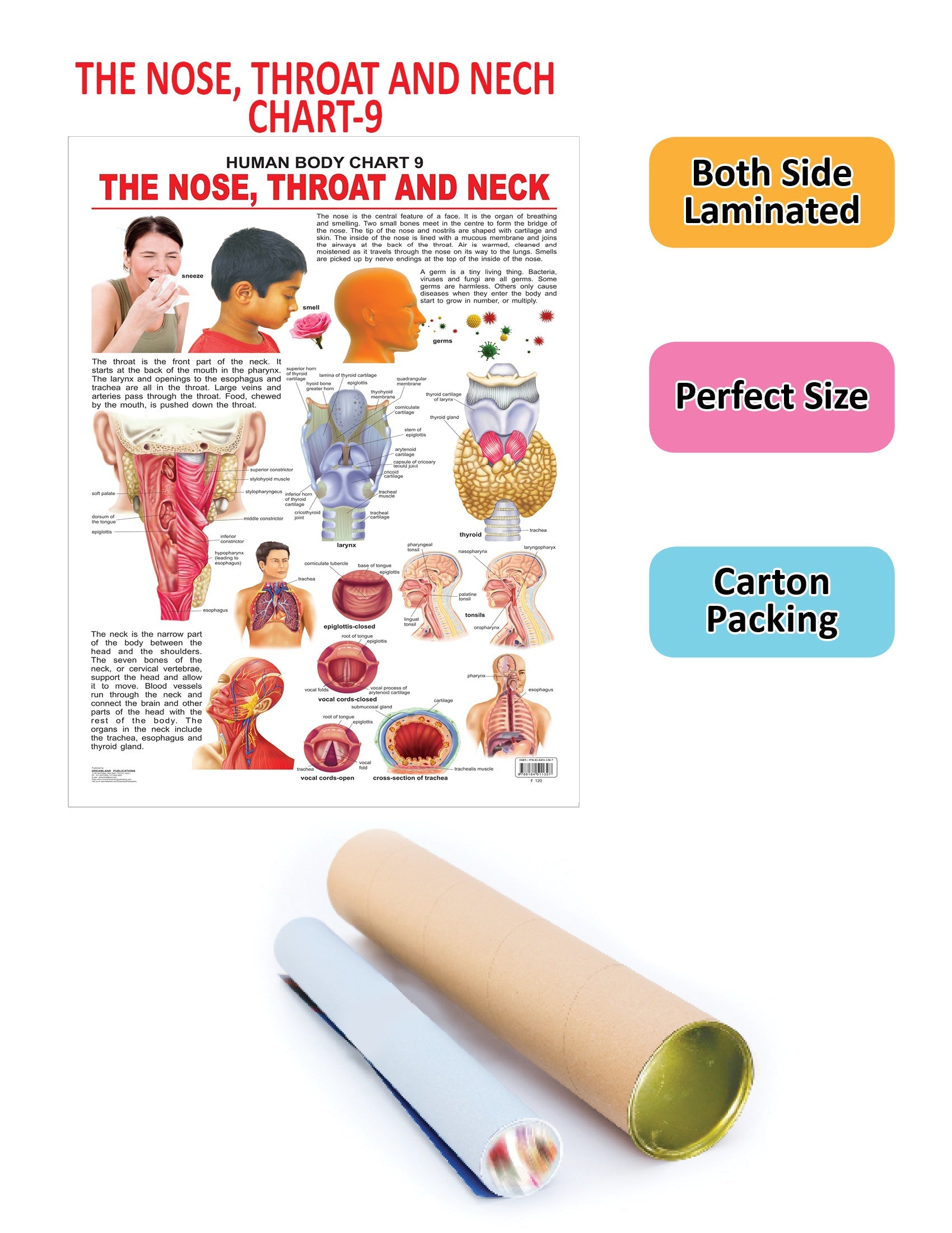 Dreamland Publications Educational Chart for Kids - The Nose, Throat & Neck | Grocsy