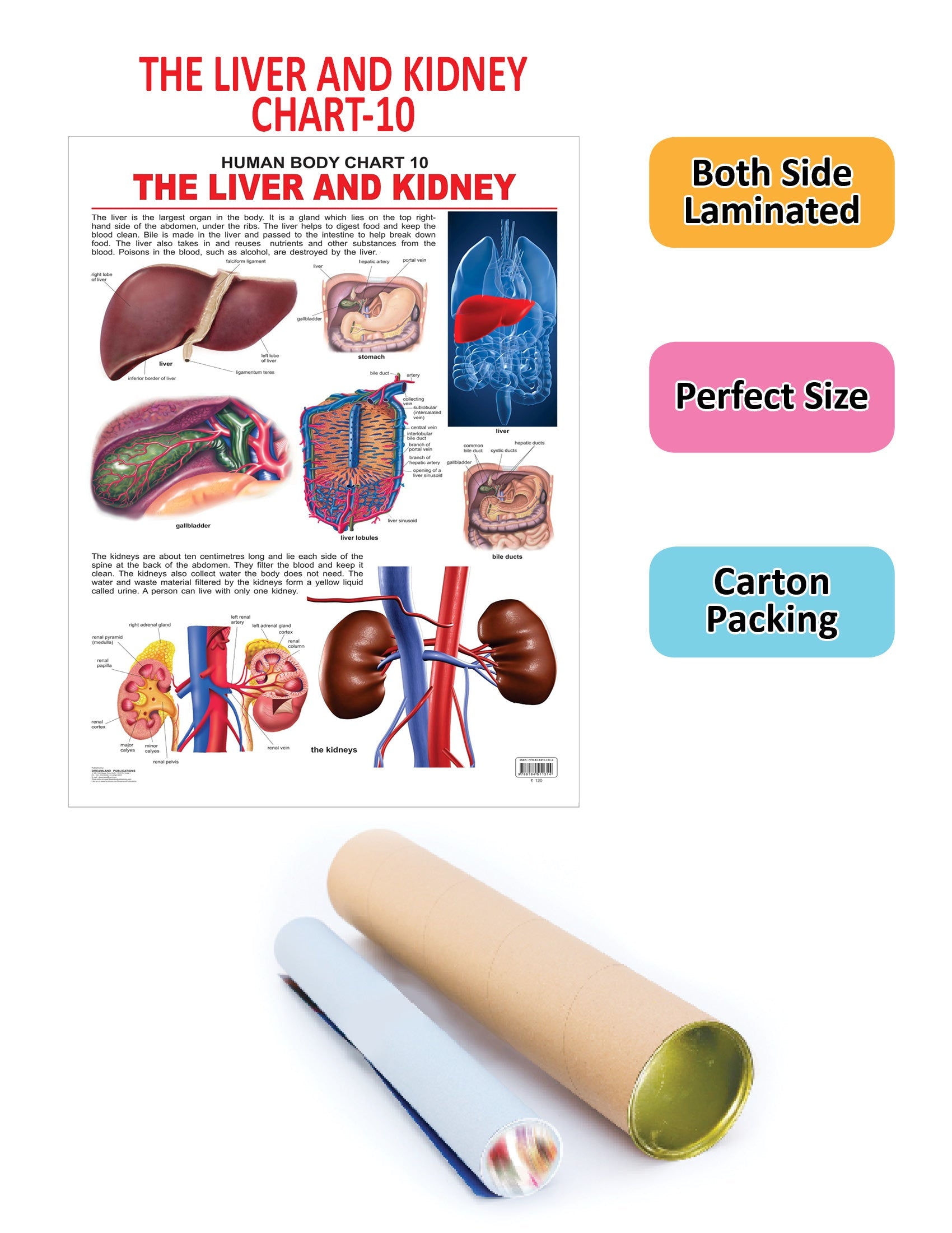 Dreamland Publications Educational Chart for Kids - The Liver & Kidney | Grocsy