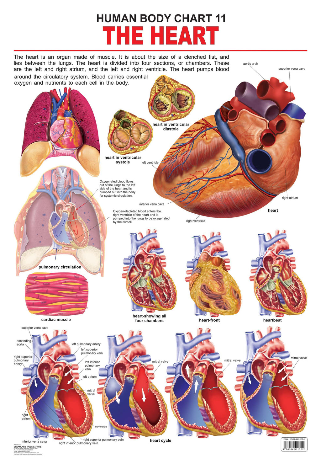 Dreamland Publications Educational Chart for Kids - The Heart | Grocsy